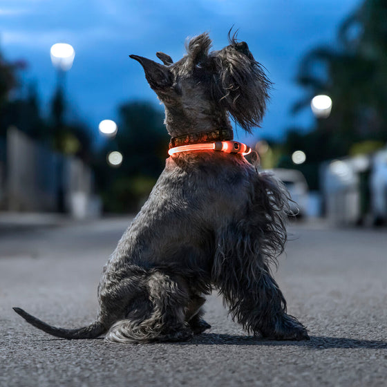 Collar LED para Mascotas Petlux InnovaGoods