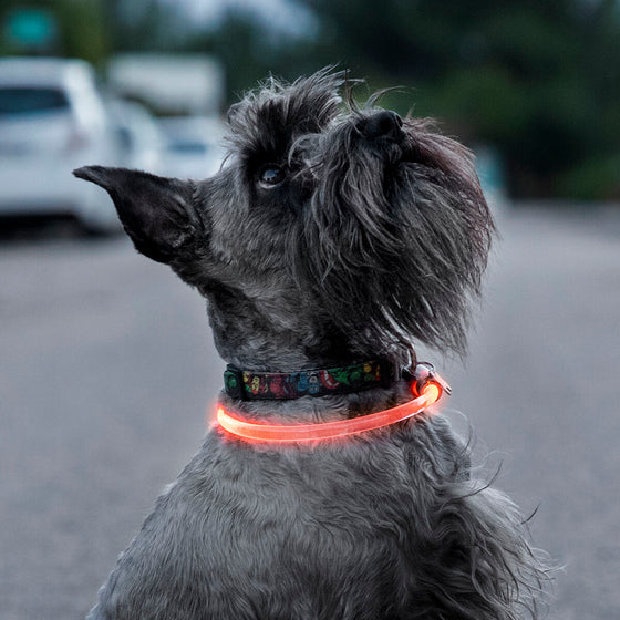 Collar LED para Mascotas Petlux InnovaGoods